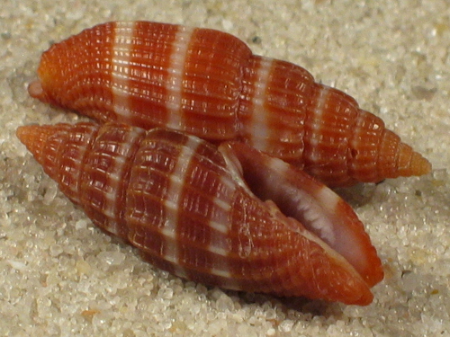 Vexillum ligatum PH 1,5+cm