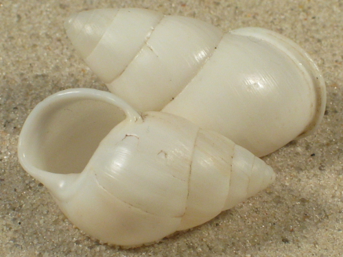 Amphidromus metabletus pachycheilus alba sinistral VN 3,5+cm