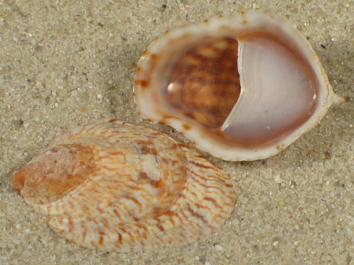 Crepidula porcellana SN 2,7+cm