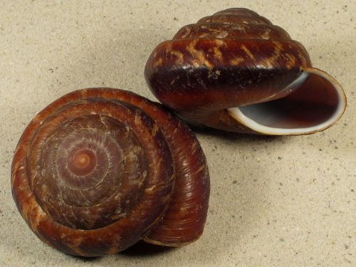 Pararyssota quadrasi PH 6+cm