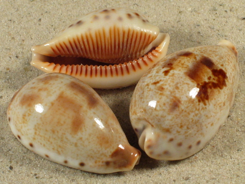 Cypraea pulchella JP 3,2+cm