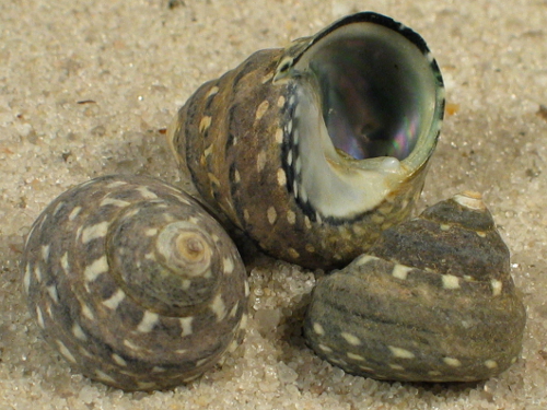 Phorcus mariae CV 1,3+cm