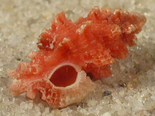 Favartia guamensis MZ 1+cm