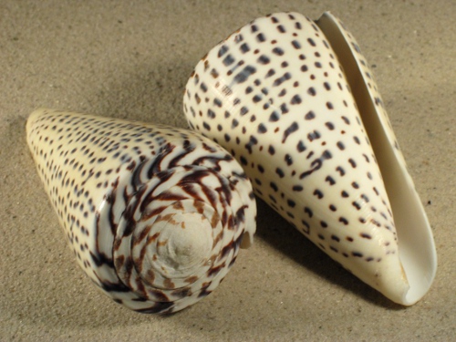 Conus leopardus 7+cm