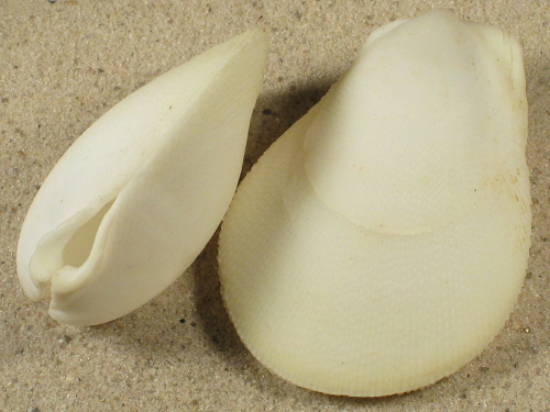 Ctenoides ales PH 5,8+cm