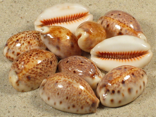 Cypraea lynx PH 2,5+cm