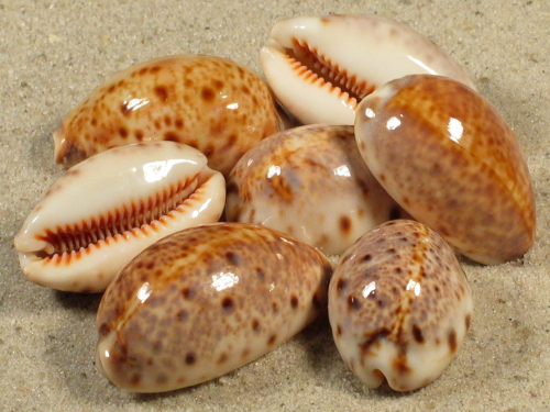 Cypraea lynx PH 3+cm