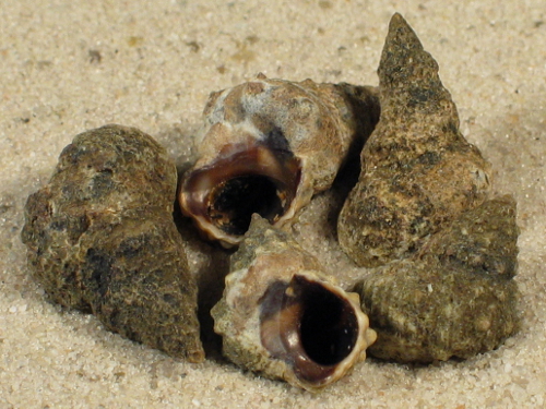 Echinolittorina tuberculata BB 1,4+cm (x2)