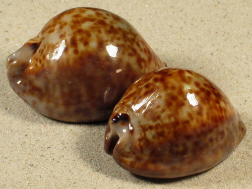 Cypraea stercoraria CG 5,5+cm