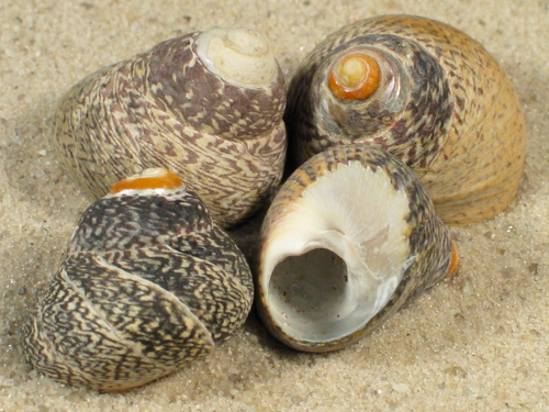 Phorcus lineatus FR-rmelkanal 1,5+cm