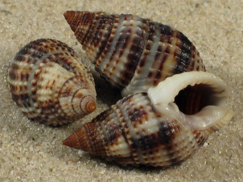 Nassarius margaritiferus PH 2+cm