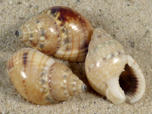 Nassarius limnaeiformis PH 1,6+cm