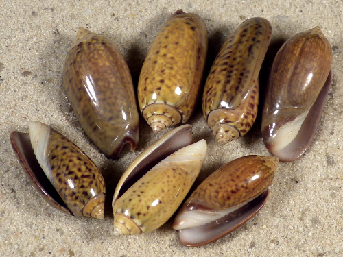 Oliva oliva tigridella PH 2+cm