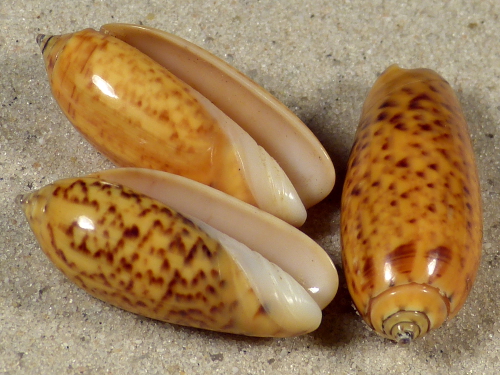 Oliva oliva samarensis PH 2+cm