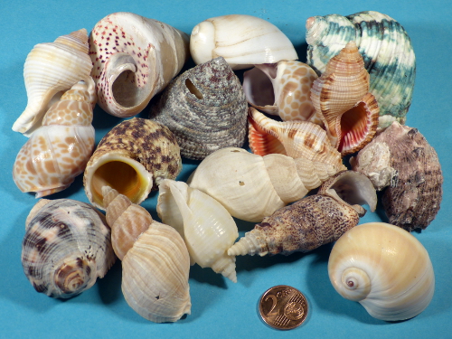 Shell mix 4,5-6cm (x15) ~ special price