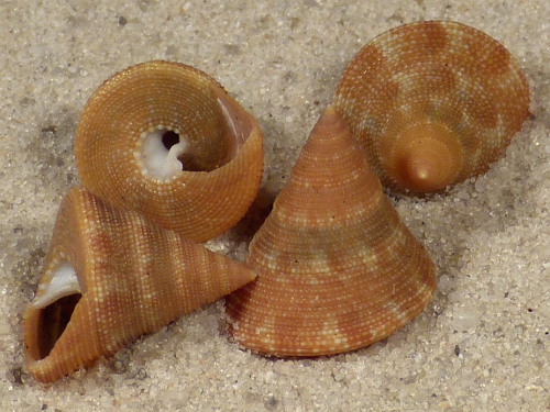 Calliostoma scalenum US 1,3+cm