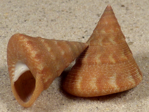 Calliostoma scalenum US 1,9+cm