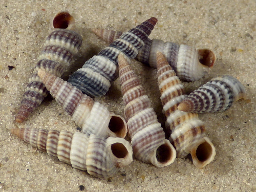 Pirenella conica 1,3+cm (x5)