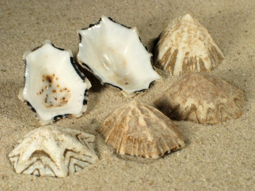 Patelloida saccharina 2,5+cm