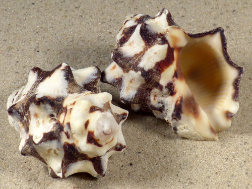 Menathais tuberosa PH 4+cm