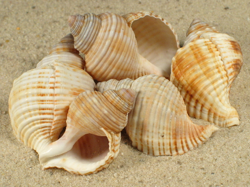 Linatella caudata 4+cm