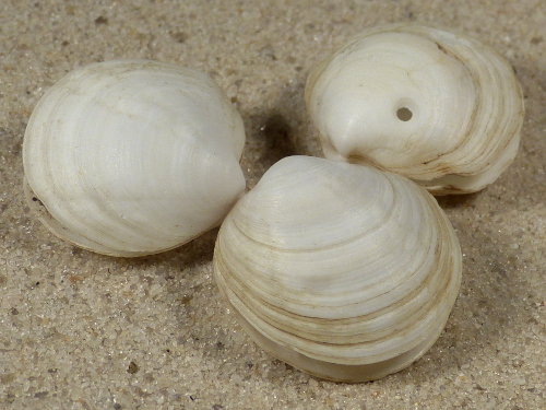 Loripes orbiculatus FR-Mittelmeer 1,8+cm