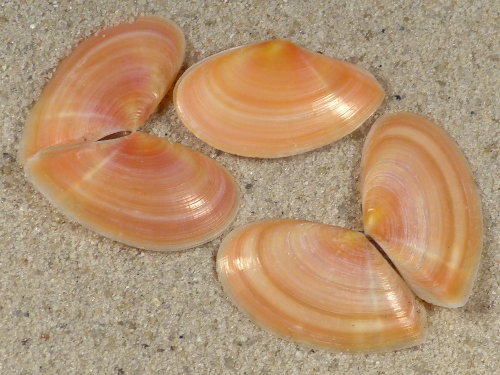 Bosemprella incarnata FR-Mediterranean 2,5+cm