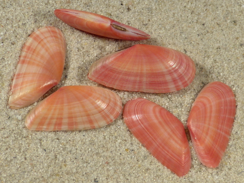Moerella pulchella FR-Mittelmeer 2,3+cm