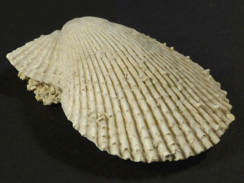 Mimachlamys varia Pliocene ES 3,9cm