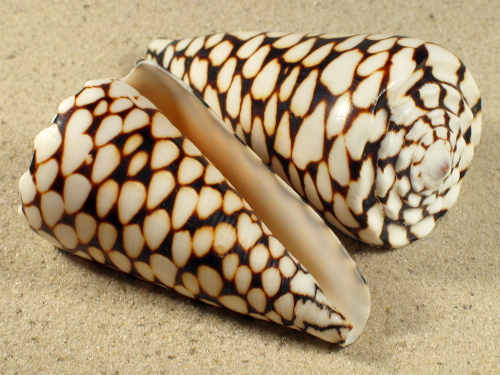 Conus marmoreus PH 8+cm