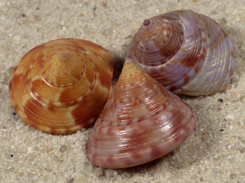 Calliostoma zizyphinum FR-Mittelmeer 1,5+cm (x3) ~ Farbenset