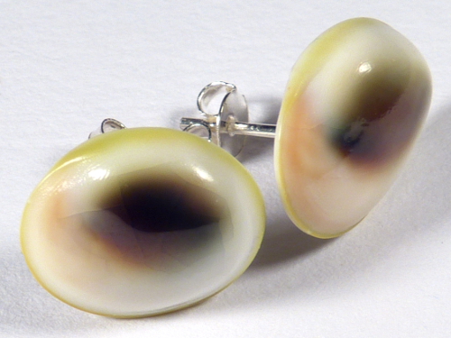 Operculum earring pair from Turbo reevei 1,5cm