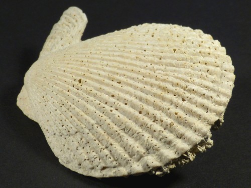 Mimachlamys varia Pliocene ES 6,3cm