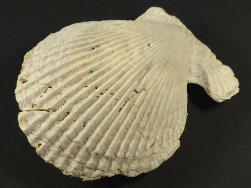 Mimachlamys varia Pliocene ES 7,5cm