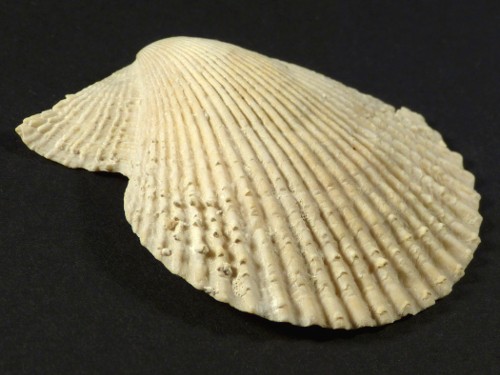 Mimachlamys varia Pliocene ES 4,7cm