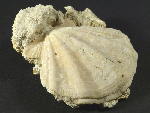 Flexopecten flexuosus Pliocene ES 4,2cm