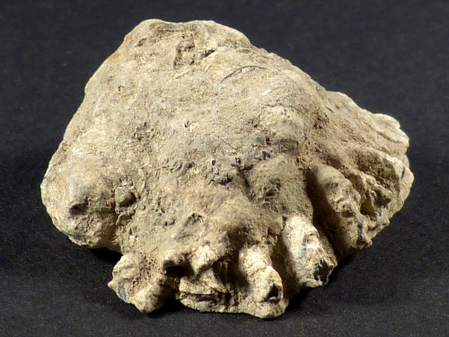 Chama gryphoides Pliocene IT 3,9cm *unique*