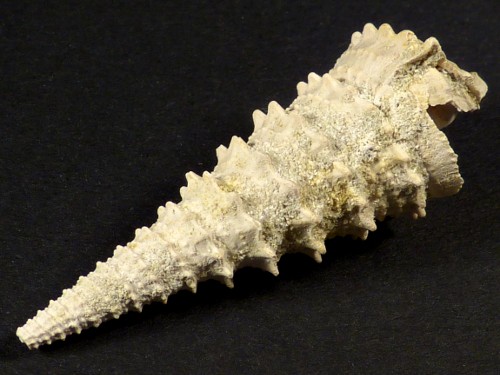 Potamides tricarinatus Eocene FR 4,2cm *unique*