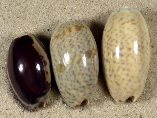Oliva bulbosa TZ 2,8+cm (x3) ~ Set