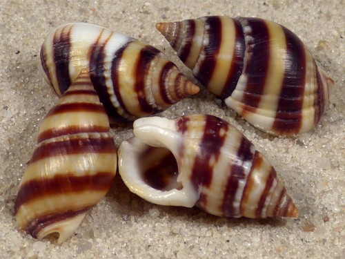 Nassarius reeveanus zonalis PH 1,5+cm