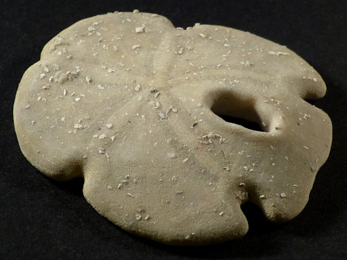 Encope tamiamiensis Pliocene US 6,8cm *unique*