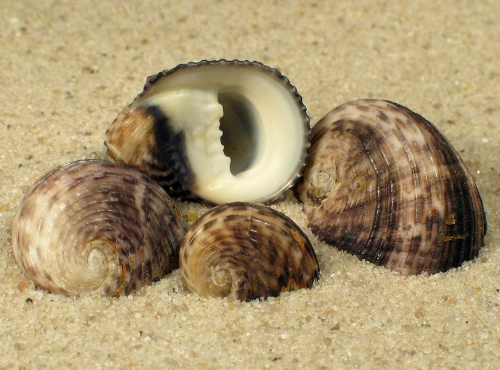 Nerita planospira 1,5+cm