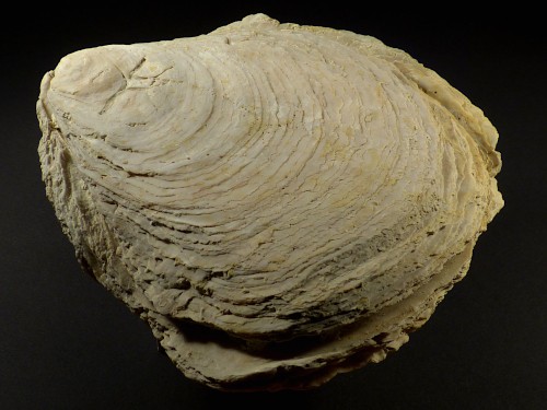 Ostrea edulis Pliocene ES 14,2cm *unique*