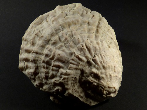 Ostrea edulis Pliocene ES 10,7cm *unique*