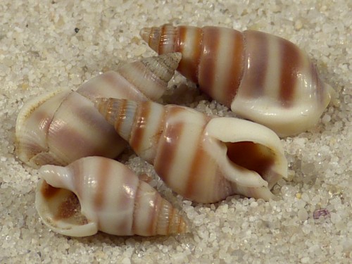 Nassarius succinctus PH 1+cm