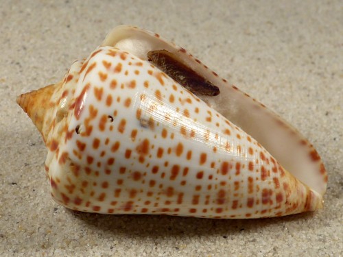 Conus spurius m/O US 6,7cm *Unikat*