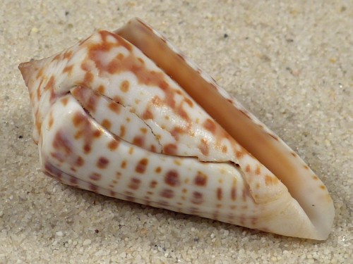 Conus regularis MX 4,2cm *Unikat*