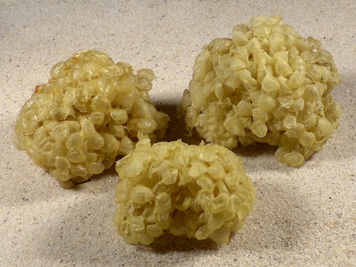 Eiballen von Buccinum undatum DE 5+cm