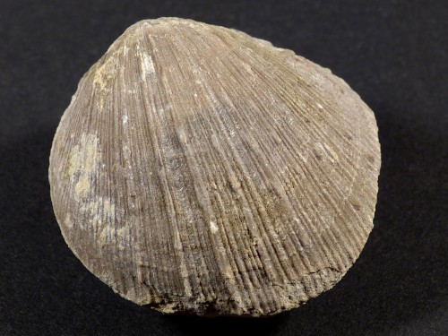 Spondylus bifrons (cf.) Eocene ES 4,6cm *Unikat*