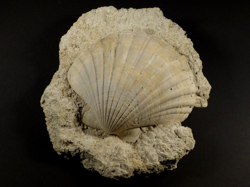 Flabellipecten planomedius Pliozn MA 11,5cm *Unikat*